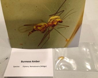 Diptera, Nematocera (Midge) in Amber