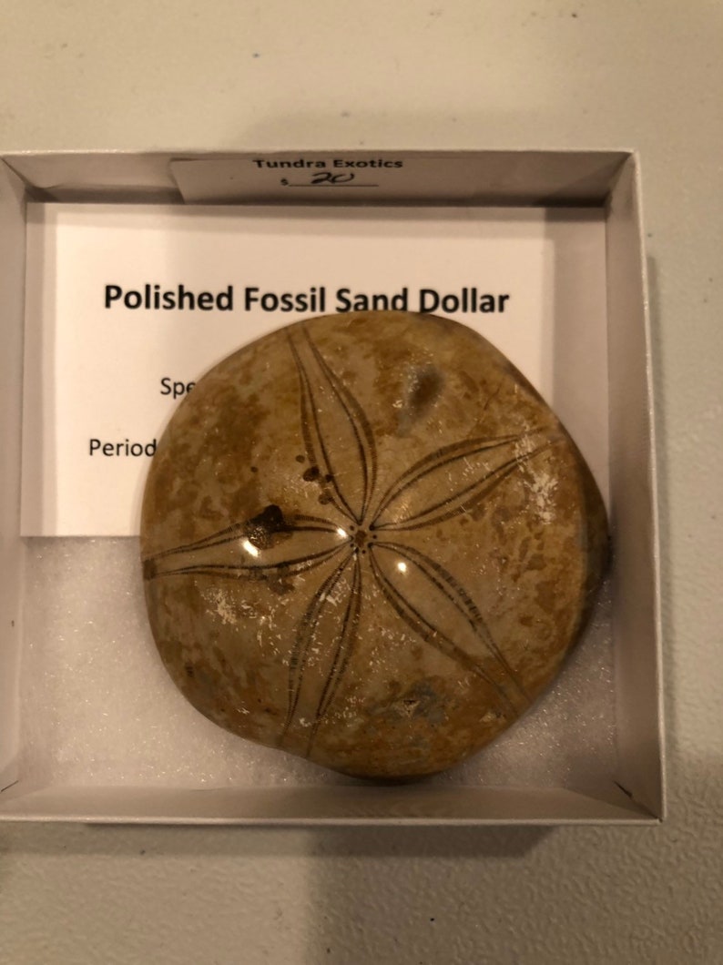 Polished fossil sand dollar