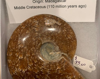 Cleoniceras sp. Ammonite fossil
