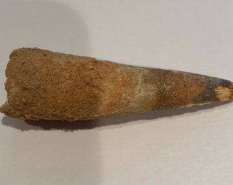 Spinosaurus Tooth 2 7/8”