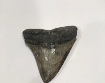 3 1/16" Juvenile Megalodon Tooth