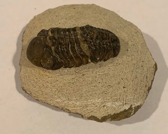 Austerops Trilobite Fossil