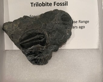 Trilobite Fossil - Elrathia kingi