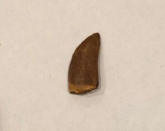 Carcharodontosaurus Tooth 1 1/2"  African T-Rex