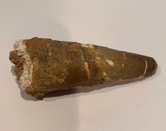 Spinosaurus Tooth 2 7/8”