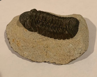 Austerops Trilobite Fossil