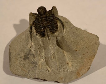 Cyphaspis Trilobite Fossil