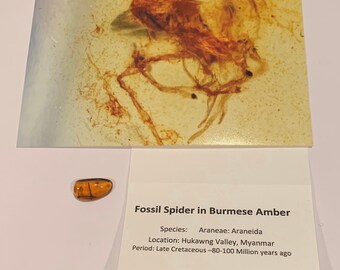 Spider in Amber - Araneae: Araneida