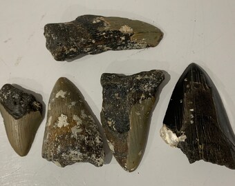 Small B-grade Megalodon Tooth