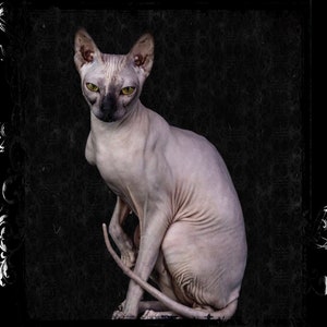 Perfume &quot;Sphinx Cat&quot;. Notas: heno, flores secas, sándalo, jazmín, rosa, almizcle de cachemira, almizcle.
