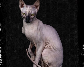Perfume “Sphinx Cat”. Notes: hay, dry flowers, sandalwood, Jasmine, rose, cashmere musk, musk.