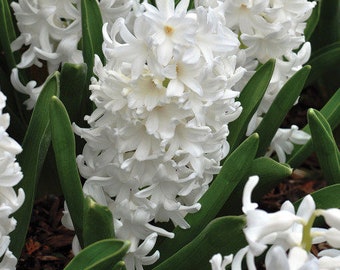 Perfume “Hyacinth Light”. Hyacinth, orris, galbanum, hyacinth enfleurage extract.