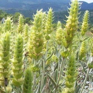 Puede incluir: Primer plano de un campo de plantas verdes con capullos de flores altos y puntiagudos. Las plantas tienen un tono verde plateado y crecen en un grupo denso.