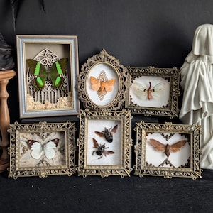 Può includere: Una collezione di insetti e farfalle incorniciate, esposta con un busto, una clessidra, cristalli e una statua. Le cornici presentano dettagli dorati ornati. La tavolozza dei colori comprende verde, marrone, bianco e oro.