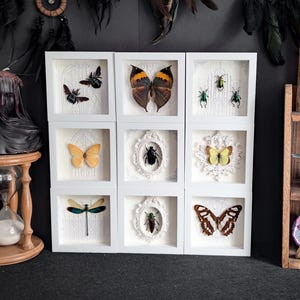 Tiny Frames / Falter im Rahmen Schaukasten Taxidermy Entomologie Präparat Insekt