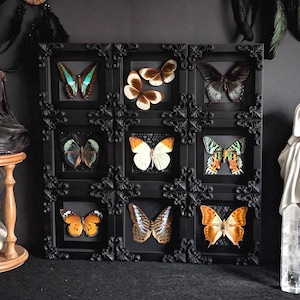 Tiny Frames / Farfalle in una cornice Vetrina Tassidermia Entomologia Preparazione Insetto