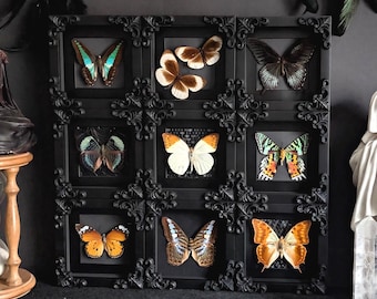 Tiny Frames / Falter im Rahmen Schaukasten Taxidermy Entomologie Präparat Insekt
