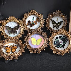 Framed Insects / Butterflies in a Framed Display Case Taxidermy Entomology Specimen Insect Vintage Look