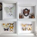 see more listings in the Framed insects section
