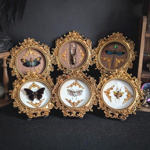 Puede incluir: Seis exhibiciones de insectos enmarcadas. Cada exhibición presenta un insecto diferente, incluyendo mariposas y escarabajos, sobre un fondo neutro. Los marcos dorados ornamentados añaden un toque de elegancia a la colección.