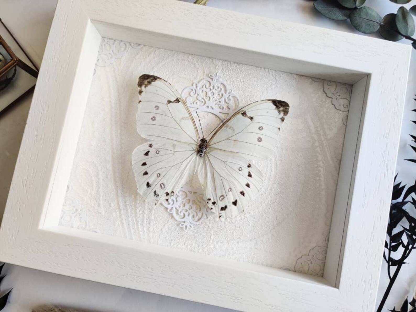 Real Butterfly / Moth in the Frame Showcase Taxidermy Etsy