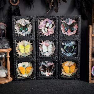 Tiny Frames / Falter im Rahmen Schaukasten Taxidermy Entomologie Präparat Insekt