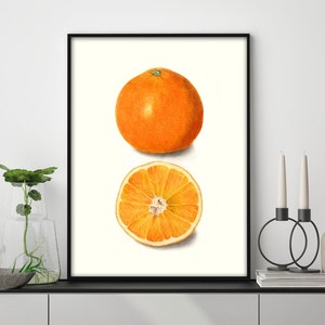 Oranges Vintage Art Print Poster Illustration Fruit Nature Eclectic Decor Maximalist Gallery Wall 5x7 8x10 11x14 UNFRAMED PHYSICAL PRINT
