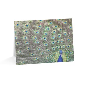 Peacock Colors Notecards  - Set of 1, 10, 30, or 50 Pieces