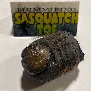 May include: A close-up of a dark brown, hairy, mummified toe. The toe is slightly curled and has a light brown nail. The toe is labeled "Mummified Sasquatch Toe".