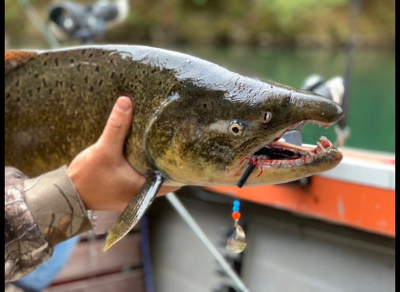 3.5 Salmon Spinners for Trolling -  Canada