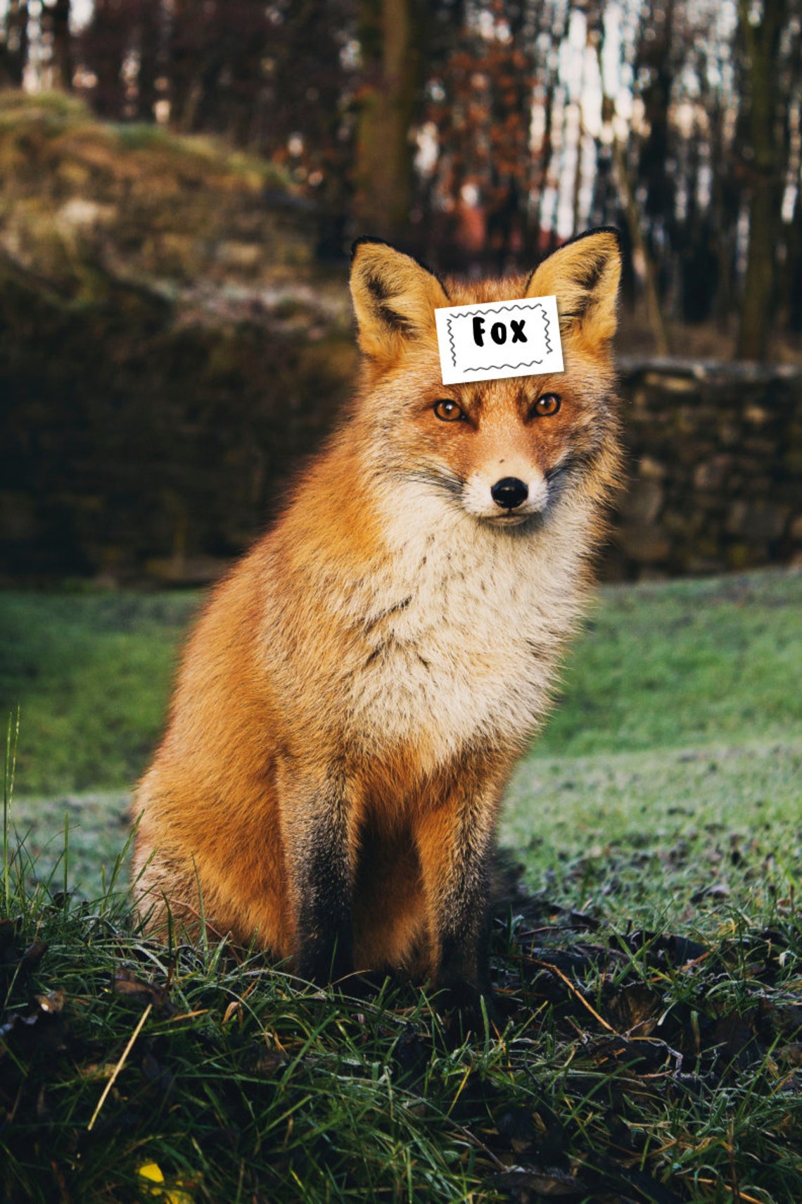 Nature Guessing Game Who Am I Game What Am I Game Forest Etsy