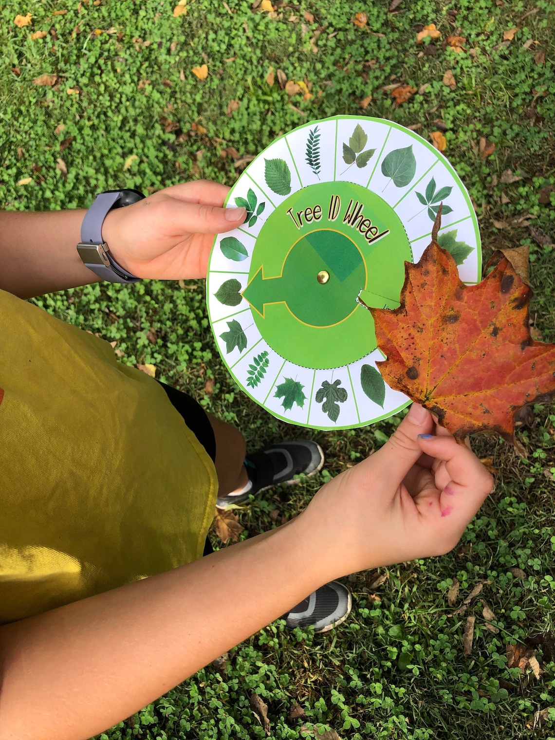MIDWEST Tree ID Wheel Leaf Identification Nature Study Homeschool