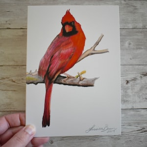 Carte de voeux Cardinal mâle