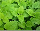 MELISSA 100 PURE LEMON balm essential oil. undiluted