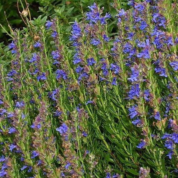 HYSSOP Essential Oil. 100 % Pure and Natural Hyssopus Officinalis Undiluted Aromatherapy Oils. Diffuser Oils