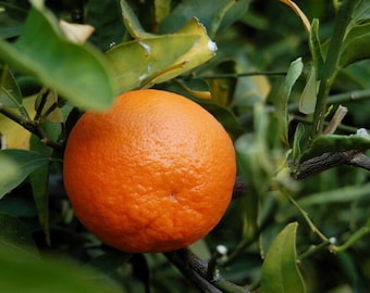 Tangerine Essential Oil 100% Pure and Natural Citrus reticulata Undiluted. Aromatherapy Oils. Diffuser Oils