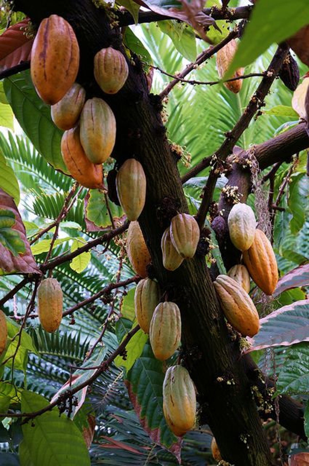 Cacao Absolute Essential Oil Pure & Natural Theobroma Cacao. cocoa Aromatherapy Oils. Diffuser ...