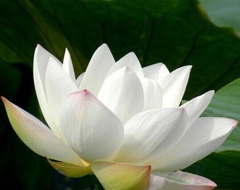 White Lotus Absolute Essential Oil 100% Pure and Natural. Uncut or diluted. Aromatherapy Oils. Diffuser Oils