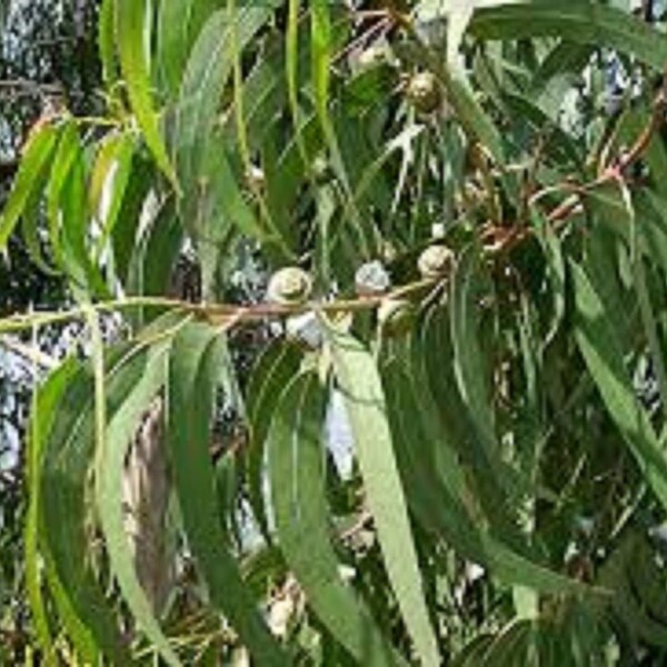 Eucalyptus Essential Oil. 100% Pure and Natural Eucalyptus Globulus Undiluted Aromatherapy Oils. Diffuser Oils