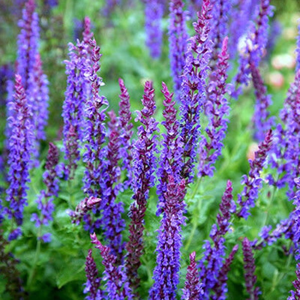 Clary Sage Essential Oil. 100% Pure and Natural Salvia Sclarea Undiluted Aromatherapy Oils. Diffuser Oils