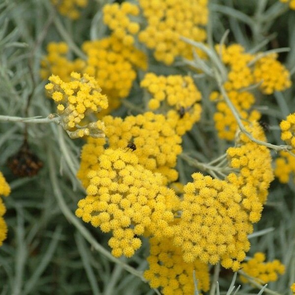 Helichrysum Essential Oil. Pure and Natural Helichrysum Italicum Uncut or diluted Aromatherapy Oils. Diffuser Oils