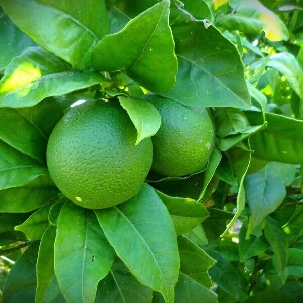 Lime Essential Oil. Pure and Natural Undiluted Citrus aurantifolia Essential Oil. Aromatherapy Oils. Diffuser Oils