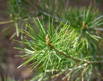 Pine Essential Oil 100% Pure and Natural Scots Pine Pinus sylvestris essential oil. Aromatherapy Oils. Diffuser Oils