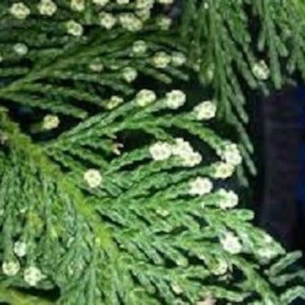 Cypress Essential Oil 100% Pure and Natural Cupressus sempervirens essential oil Aromatherapy Oils. Diffuser Oils