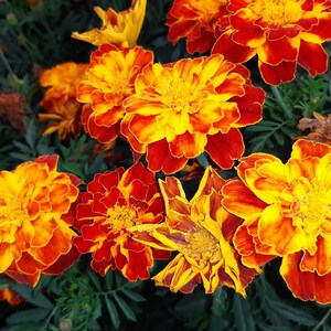 Tagetes minuta Wild Marigold Essential oil. Pure Natural Aromatherapy&Diffuser Oils. Helps remove harmful energy,support personal awareness