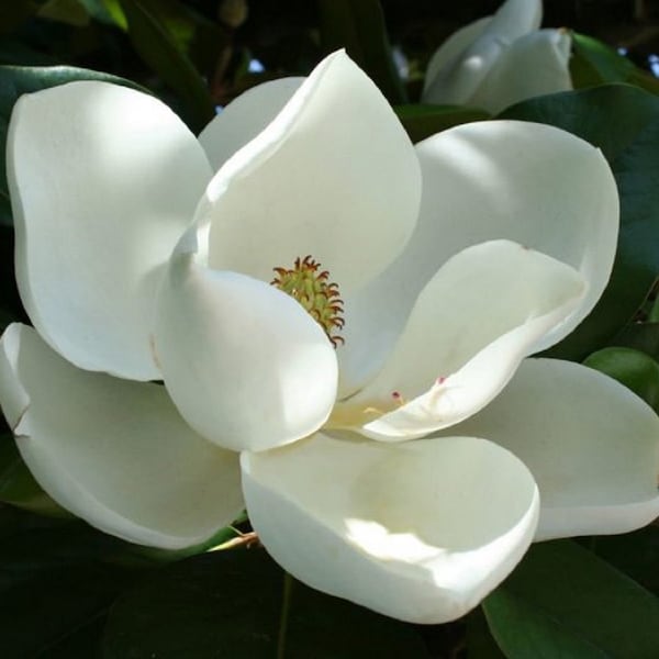 Magnolia Champaka Essential Oil. Hi Quality Pure  Aphrodisiac Aromatherapy Oil.Attraction Pheromone Love Ritual oil