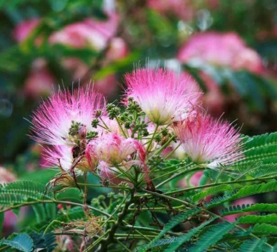 Silk Mimosa bonsai tree seeds Etsy.de