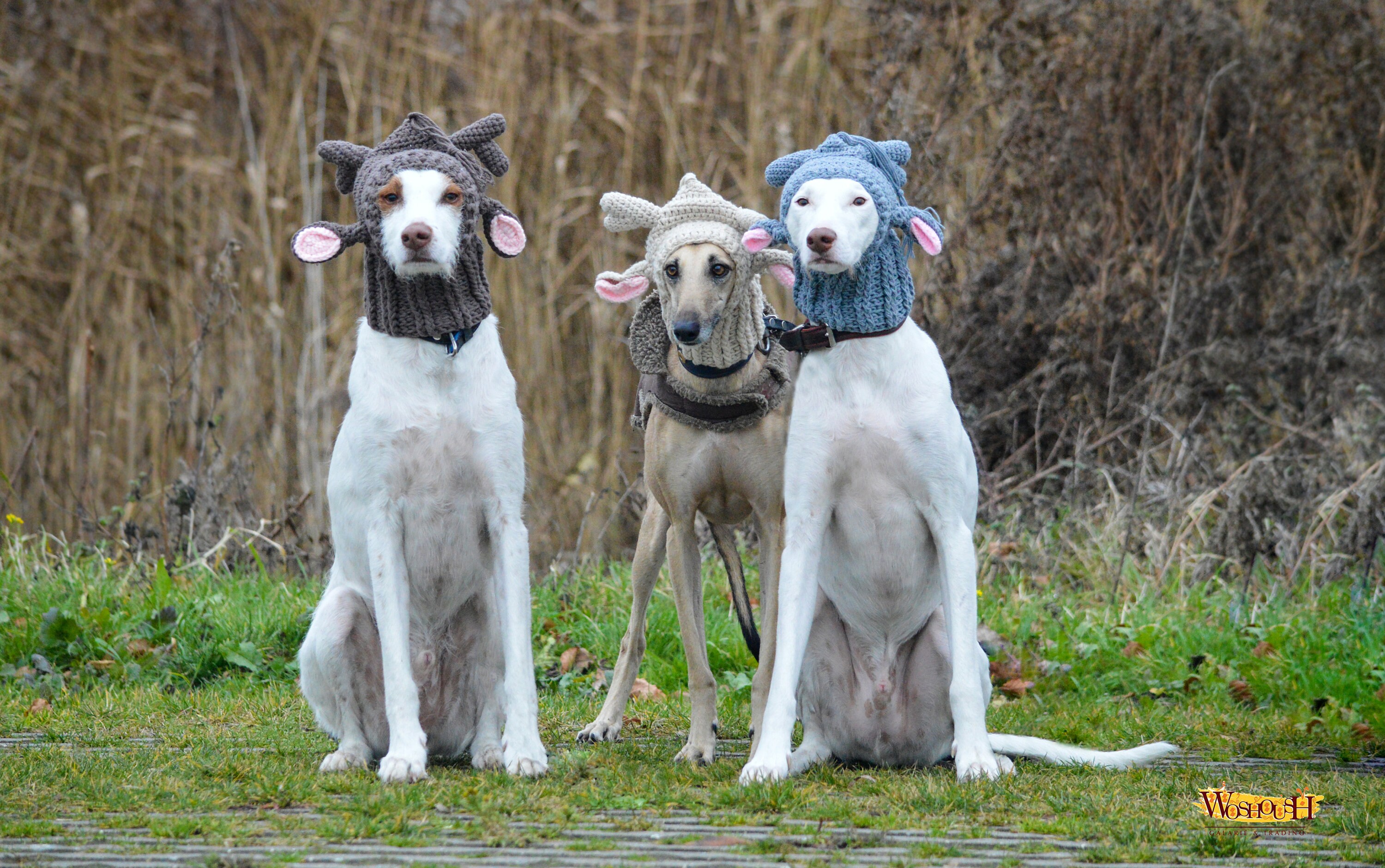Warm Woolly Reindeer Hat for Dogs in CHOCOLATE BROWN, Christmas Outfit