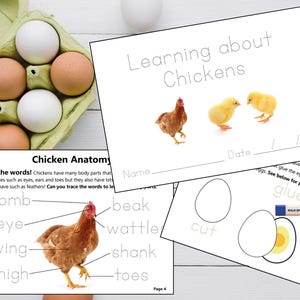 Learn About Chickens & Chicken Lifecycle - Preschool Unit Project - Kids Worksheets - Lightbox Activity - Home Education - Montessori