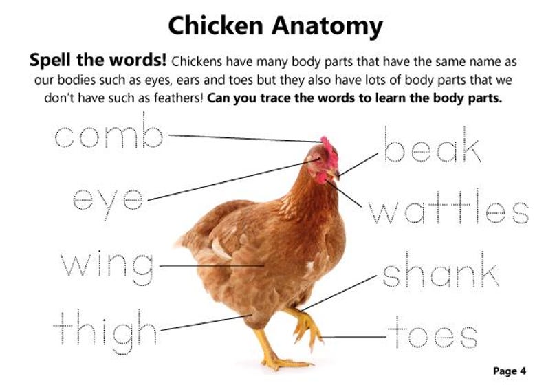 Chicken Lifecycle Preschool Unit: Kids Activity Worksheets (digital ...